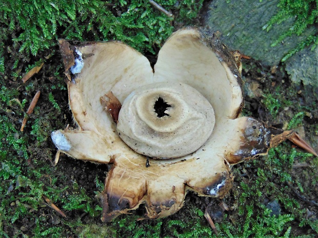 hviezdovka Geastrum sp.