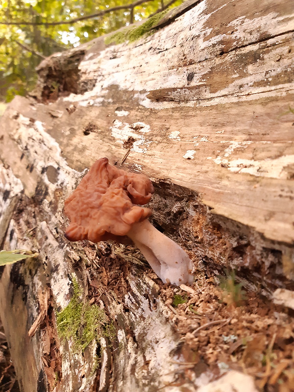 ušiak mitrovitý Gyromitra infula (Schaeff.) Quél.