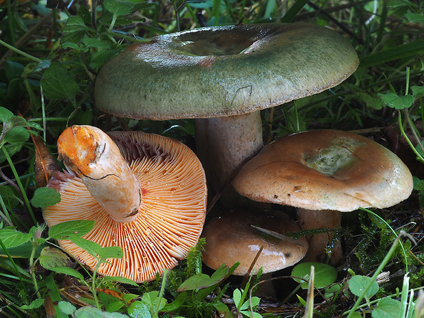 rýdzik oranžovokrvavý Lactarius semisanguifluus R. Heim & Leclair