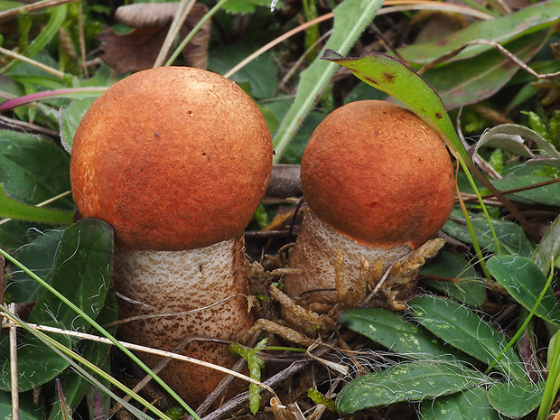 kozák dubový Leccinum aurantiacum (Bull.) Gray