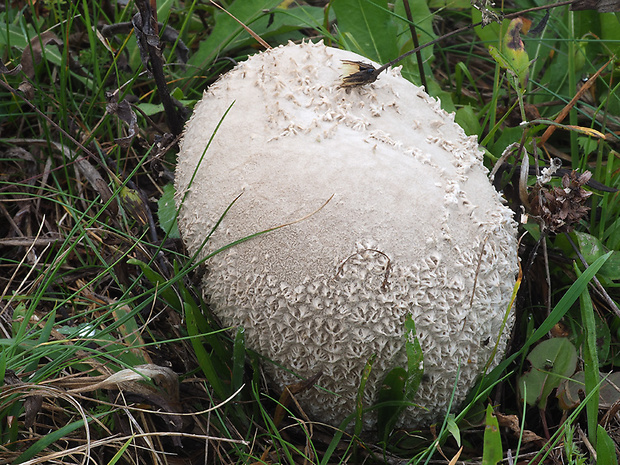 rozpadavec dlabaný Lycoperdon utriforme Bull.