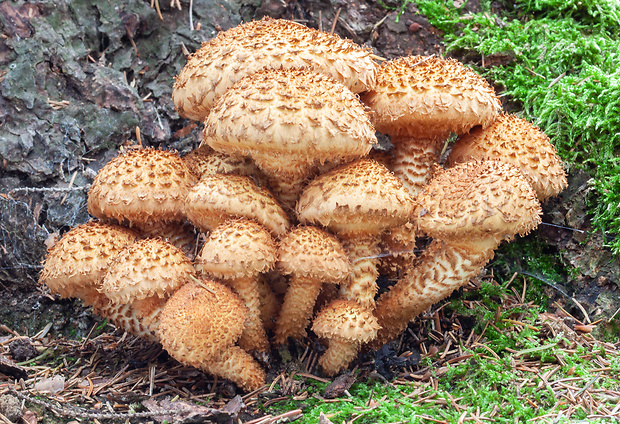 šupinovka šupinatá Pholiota squarrosa (Vahl) P. Kumm.