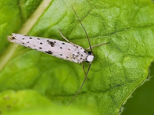 priadzovec bršlenový Yponomeuta plumbella