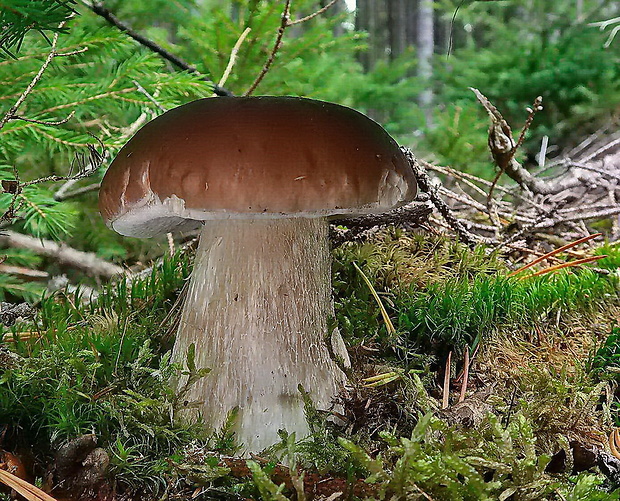 hríb smrekový Boletus edulis Bull.