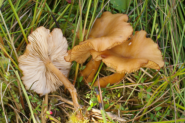 podpňovka mokraďová Armillaria ectypa (Fr.) Lamoure