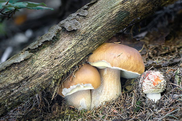 hríb smrekový Boletus edulis Bull.