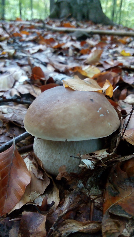 hríb smrekový Boletus edulis Bull.