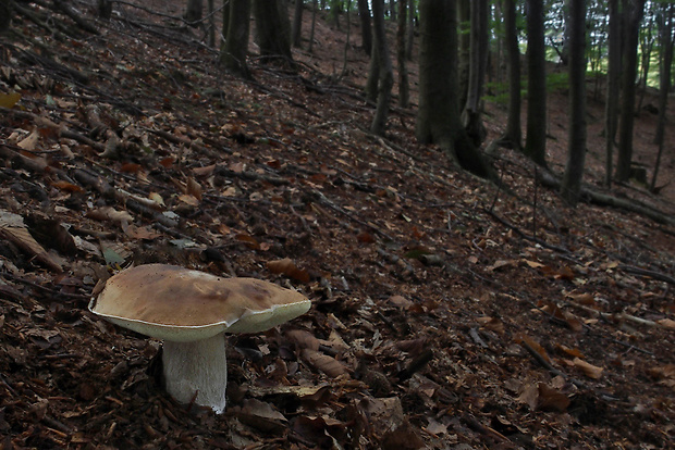 hríb smrekový Boletus edulis Bull.