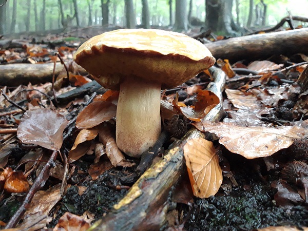 hríb sosnový Boletus pinophilus Pil. et Dermek in Pil.