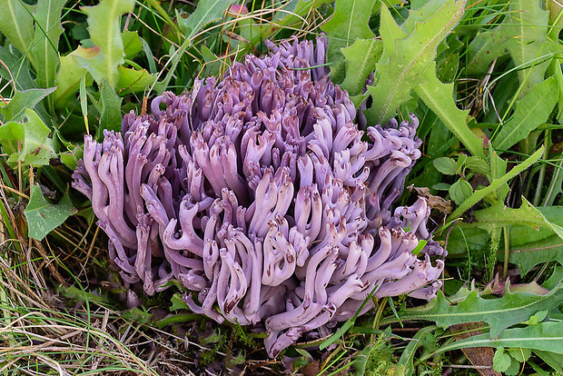 kyjačik Zollingerov Clavaria zollingeri Lév.