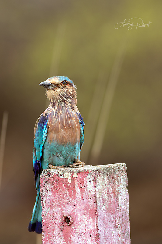 krakľa hnedastá Coracias benghalensis