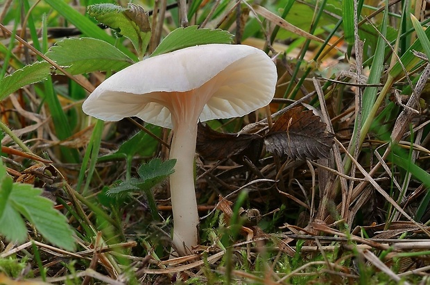 lúčnica snehobiela Cuphophyllus virgineus (Wulfen) Kovalenko