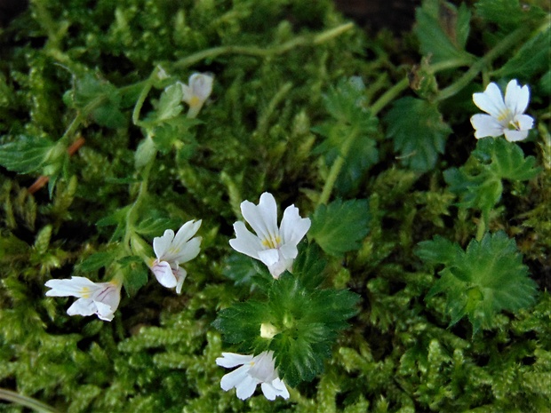 očianka Euphrasia sp.