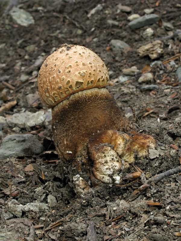 kozák dubový Leccinum aurantiacum (Bull.) Gray