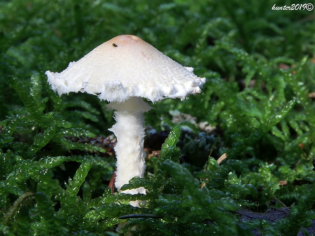 bedlička vlnatá Lepiota clypeolaria (Bull.) P. Kumm.