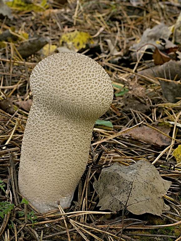 rozpadavec stopkatý Lycoperdon excipuliforme (Scop.) Pers.