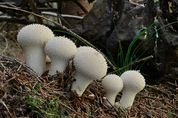 prášnica bradavičnatá Lycoperdon perlatum Pers.