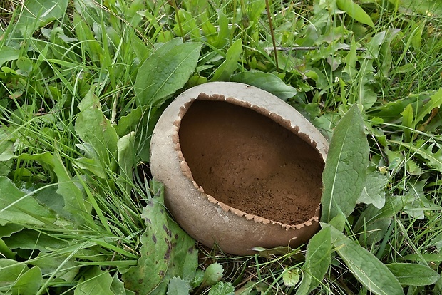 rozpadavec dlabaný Lycoperdon utriforme Bull.