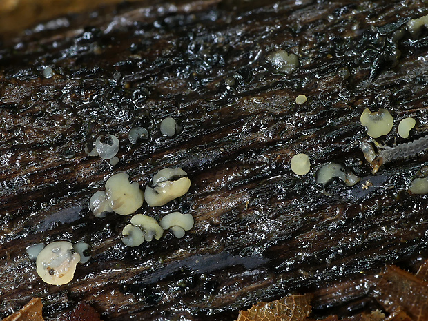 čiašočka kučeravá Phaeohelotium fagineum (Pers.) Hengstm.