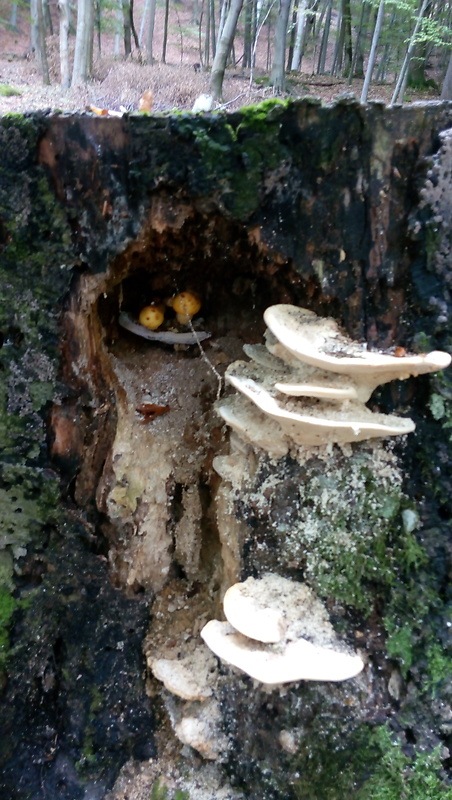 šupinovka slizká  Pholiota adiposa (Batsch) P. Kumm.