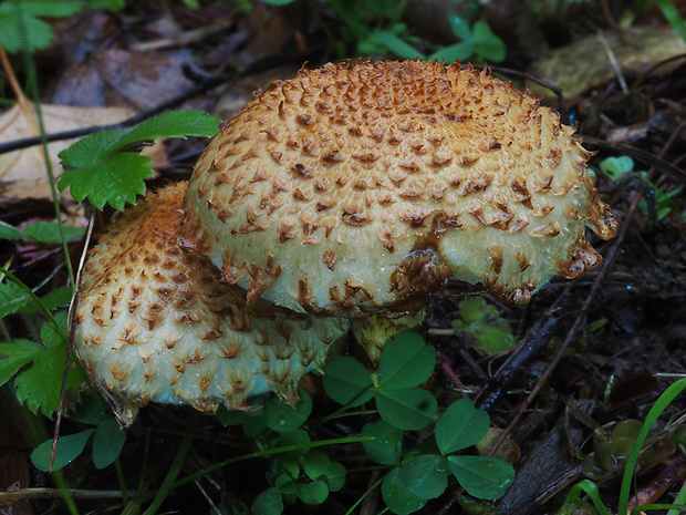 šupinovka šupinatá Pholiota squarrosa (Vahl) P. Kumm.