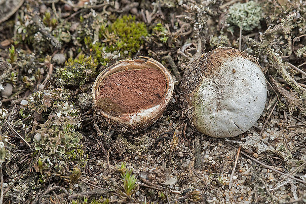 hviezdovec vlahojavný Astraeus hygrometricus (Pers.) Morgan