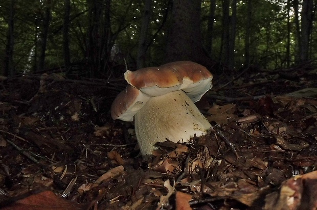 hríb smrekový Boletus edulis Bull.