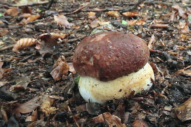 hríb sosnový Boletus pinophilus Pil. et Dermek in Pil.