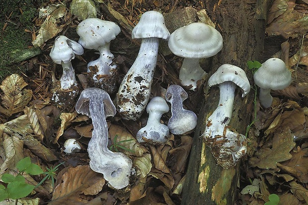 pavučinovec lilavý Cortinarius lilacinus Sacc.