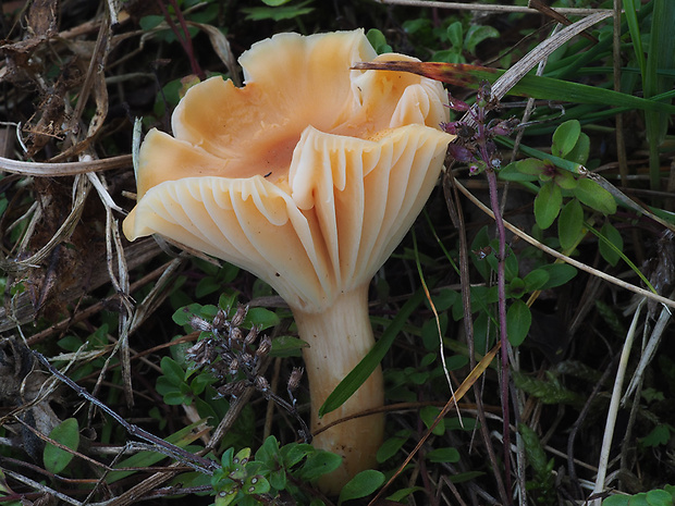 lúčnica statná Cuphophyllus pratensis (Fr.) Bon