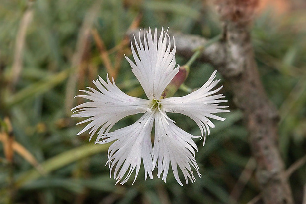 klinček neskorý Dianthus serotinus Waldst. et Kit.