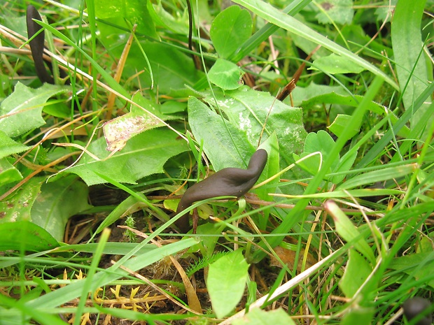 jazýček Geoglossum sp.