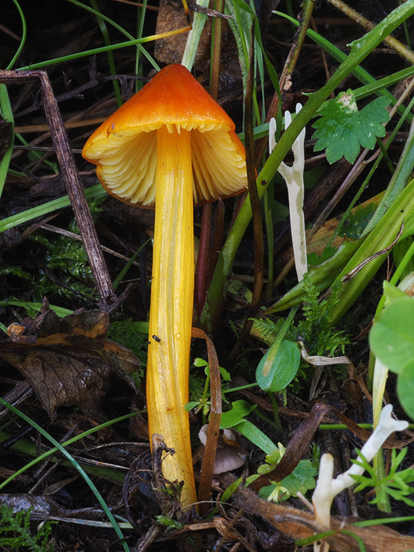 lúčnica kužeľovitá Hygrocybe conica (Schaeff.) P. Kumm.