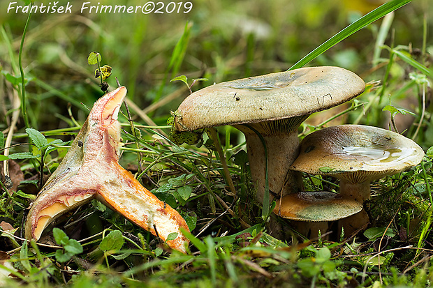 rýdzik oranžovokrvavý Lactarius semisanguifluus R. Heim & Leclair