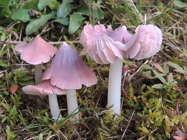 lúčnica ružovočervená Porpolomopsis calyptriformis (Berk.) Bresinsky