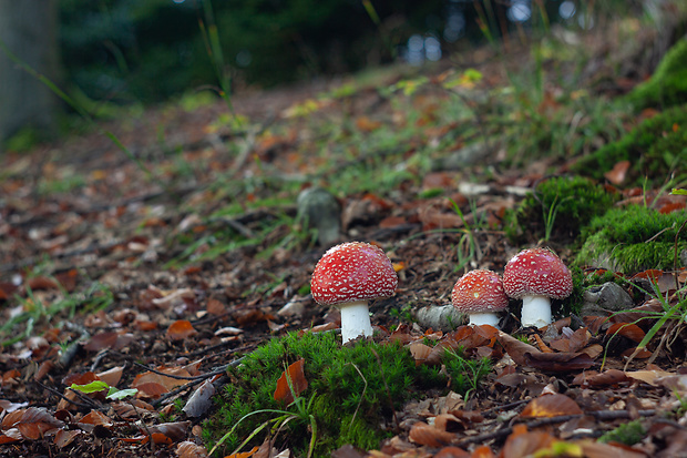 muchotrávka červená Amanita muscaria (L.) Lam.