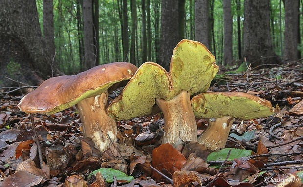 hríb smrekový Boletus edulis Bull.