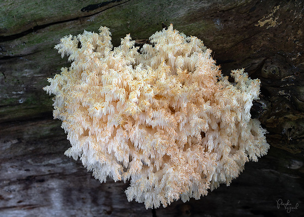 koralovec bukový Hericium coralloides (Scop.) Pers.