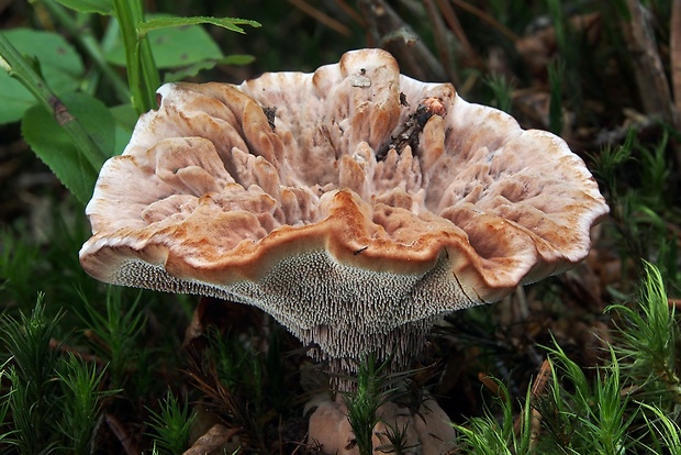 jelenkovka výrastková Hydnellum scrobiculatum (Fr.) P. Karst.