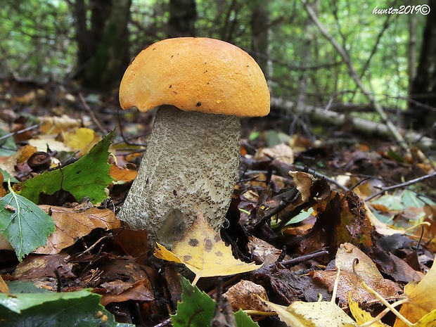 kozák žltooranžový Leccinum versipelle (Fr. & Hök) Snell