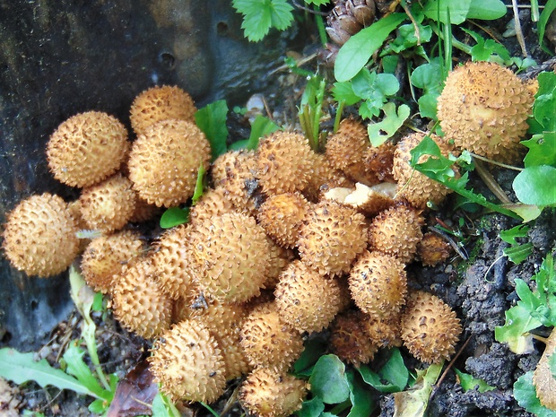 šupinovka šupinatá Pholiota squarrosa (Vahl) P. Kumm.