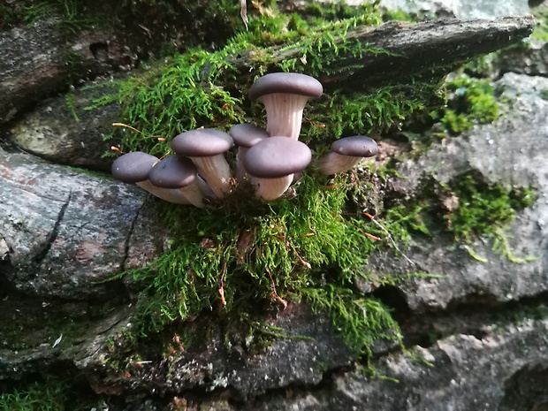 hliva ustricovitá Pleurotus ostreatus (Jacq.) P. Kumm.