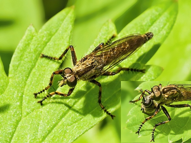 muchárka Tolmerus cingulatus