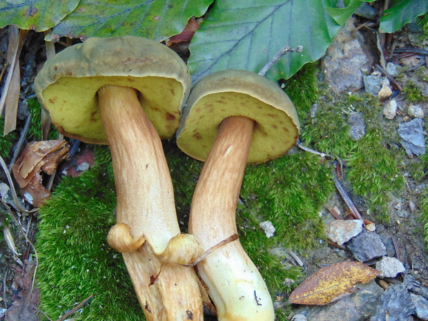 suchohríb Xerocomus sp.