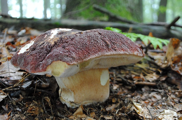 hríb sosnový Boletus pinophilus Pil. et Dermek in Pil.