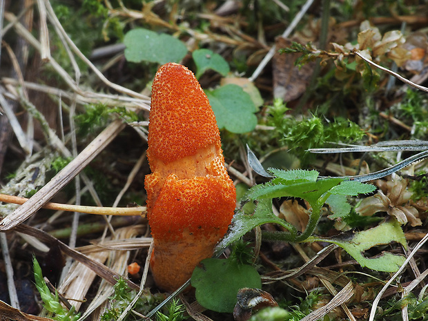 žezlovka hmyzová Cordyceps militaris (Fr.) Link