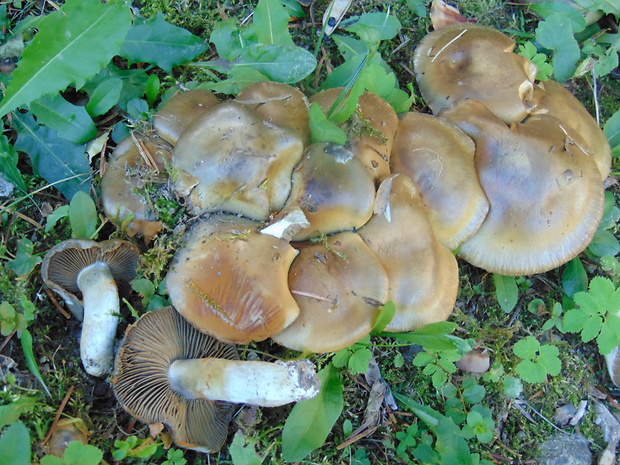 pavučinovec olivový Cortinarius infractus (Pers.) Fr.