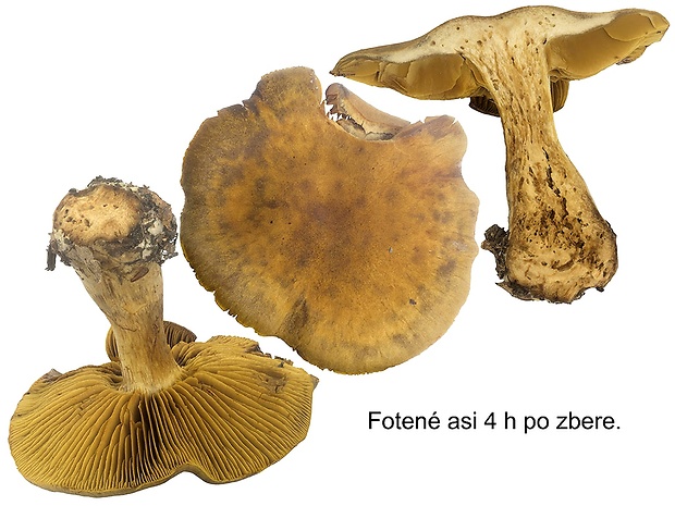 pavučinovec medovohrdzavý Cortinarius melleifolius var. basiluteus (Chevassut & Rob. Henry) Bidaud & Reumaux, in Bidaud et al.