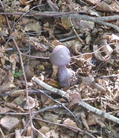 pavučinovec Cortinarius sp.