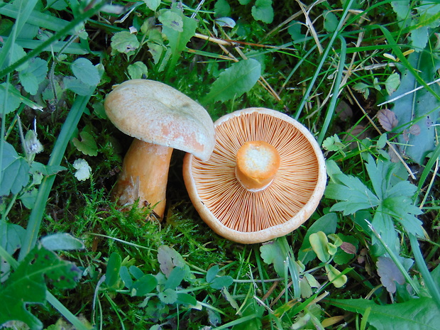 rýdzik Lactarius sp.